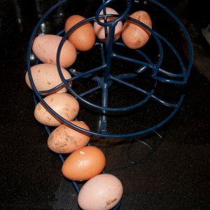 Egg storage