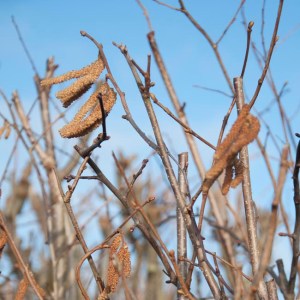 Hazel catkins in hedge