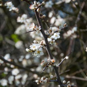 Blackthorn blossom - close up