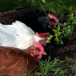 Three of my hens!