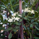 Elderflowers in the hedgerow