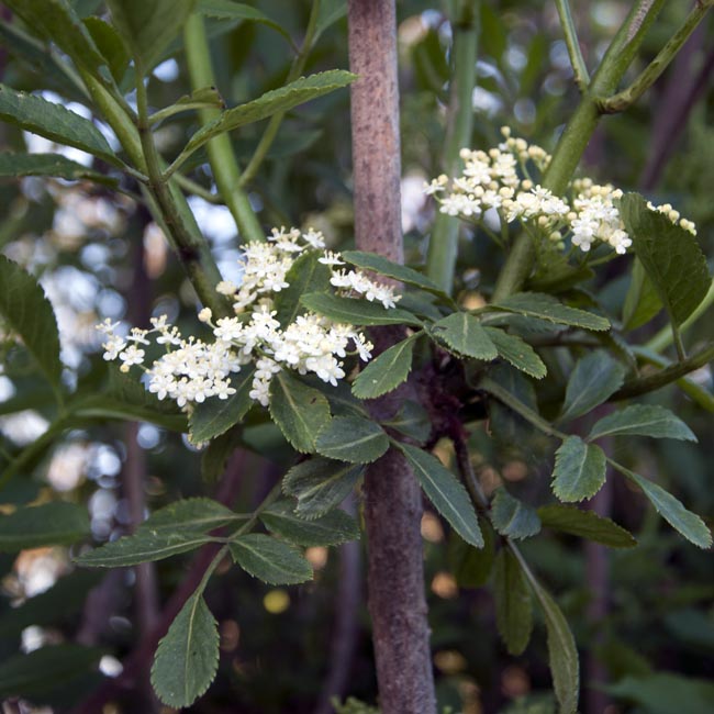 Elderflowers in the hedgerow