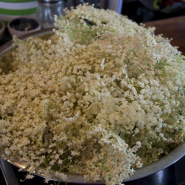 Freshly picked elderflowers