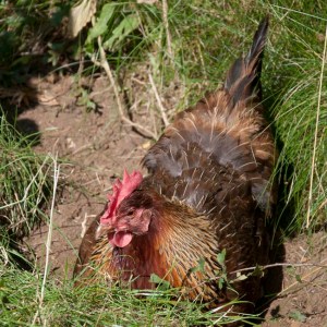 Agnes enjoys a dust bath