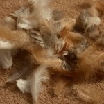 Chicken feathers
