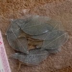 Metallic skeleton leaves