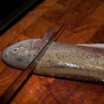 Position of first filleting cut