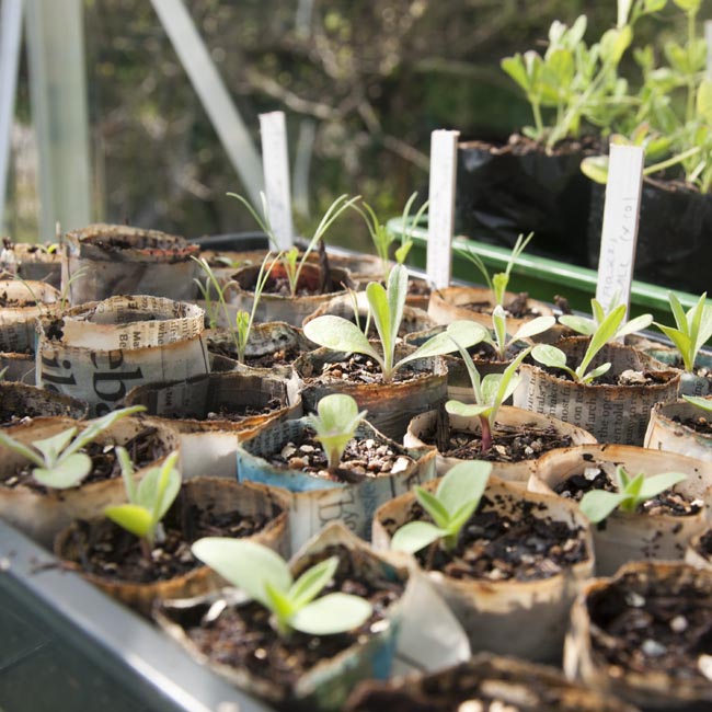 Seedlings for the cut flower patch