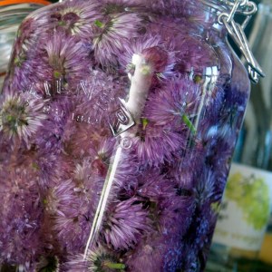 Infusing in kilner jar