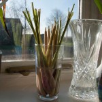 The lemongrass stems