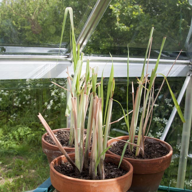 Potted up and in the greenhouse