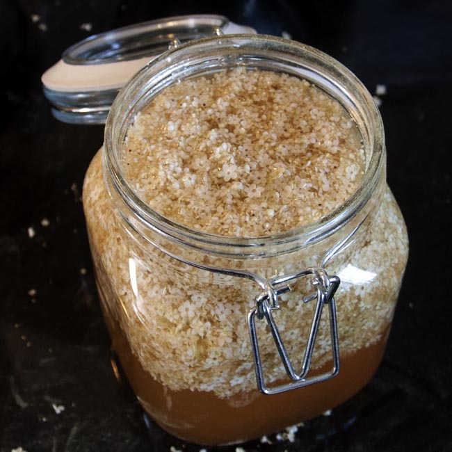 Elderflowers steeping in vinegar