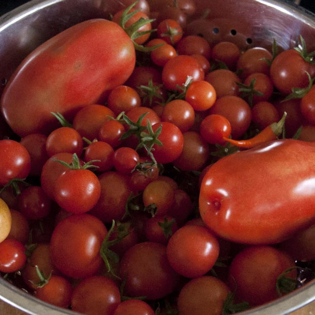 The tomato glut is here!