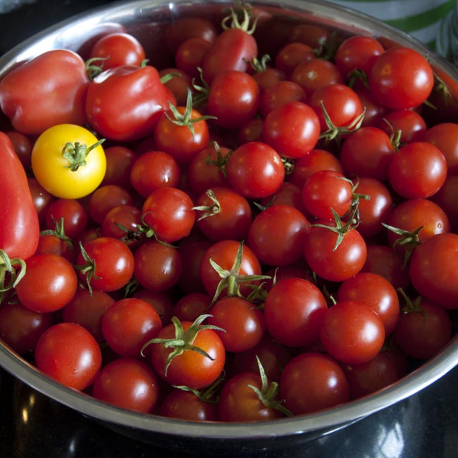 Some lovely ripe tomatoes