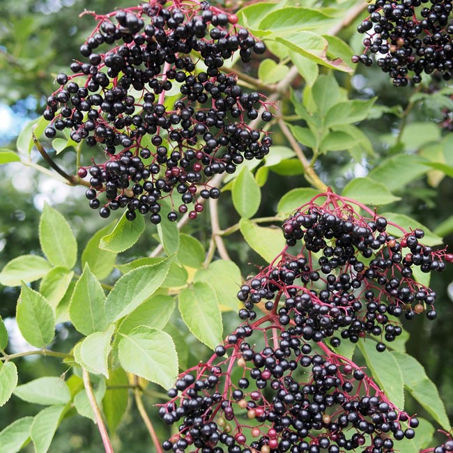 Elderberries