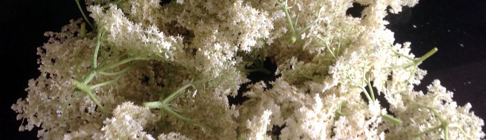 Elderflowers banner