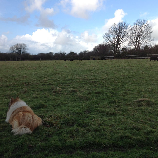 Dave dog on the paddock