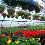 Nursery Polytunnel