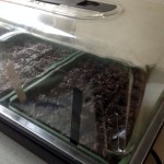 Half trays of soil blocks in heated propagator