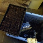 Completed tray of soil blocks