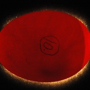 Fertile egg during candling [Creative Commons licensed image by Graibeard]