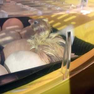 eggscapade-3_3