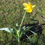 Daffodils are here