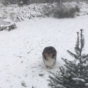 Rosheen in snowstorm