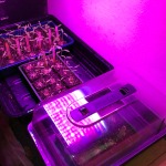 Soil blocks for growing