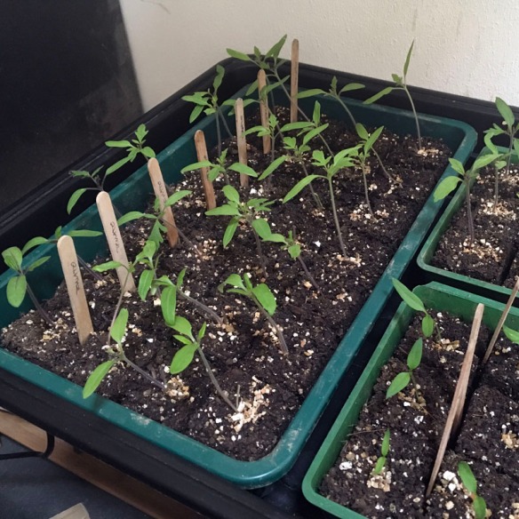 Strong growing seedlings