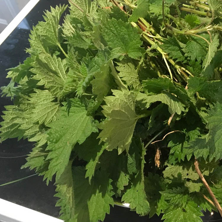 Picked stinging nettles